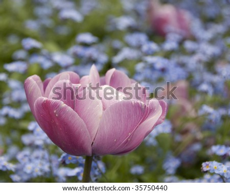 Pink single tulip with raindrops and blue flower background