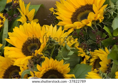 sunflower arrangements for sale at a flower store
