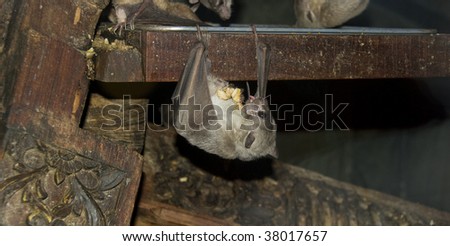 Captive bat hanging eating food placed on body
