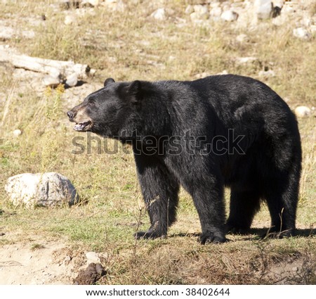 Black bear in the fall, background is dried out grass