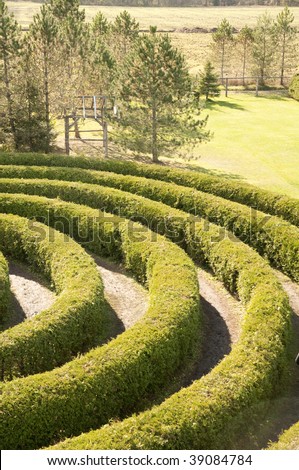 partial view of a cedar hedge maze