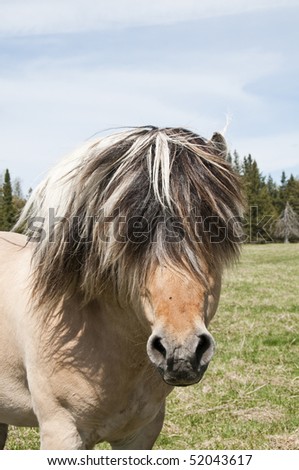 horse with long triple colored mane, the hair is so long eyes are not visible