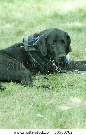 service dog or guide dog at rest