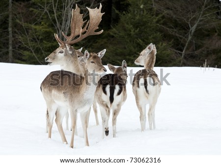 Fallow deer family in the snow, pine trees in the background