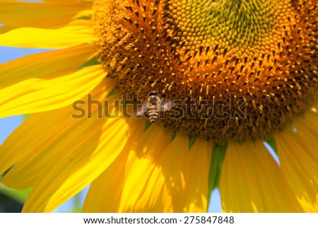 Bee fly around sunflower