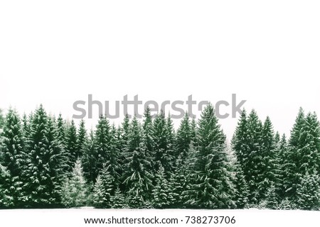 Spruce tree forest covered by fresh snow during Winter Christmas time. The winter scene is almost duotone due to the contrast between the frosty spruce trees, white snow foreground and white sky.