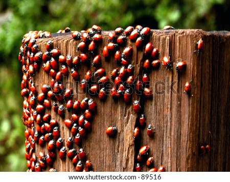 LADY Bugs in the mating season