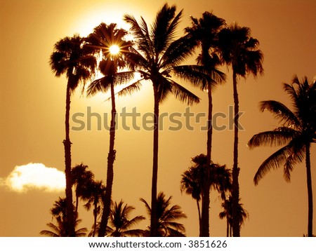 Golden Palm Sunset