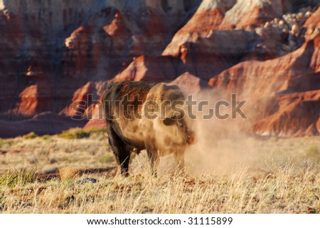 Angry Bull Ready To Charge