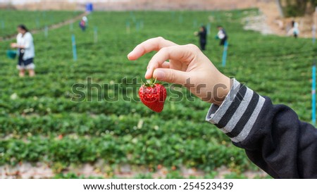 picking strawberry for fun at a farm