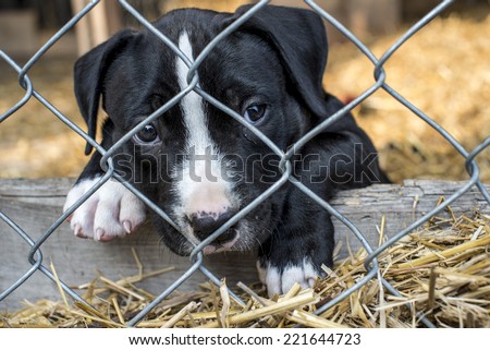 caged puppy waiting for adoption