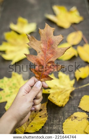 hand holding yellow leafs. Background with yellow leaves on the ground.