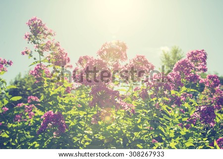 Phlox flowers on blue sky background, ambient light