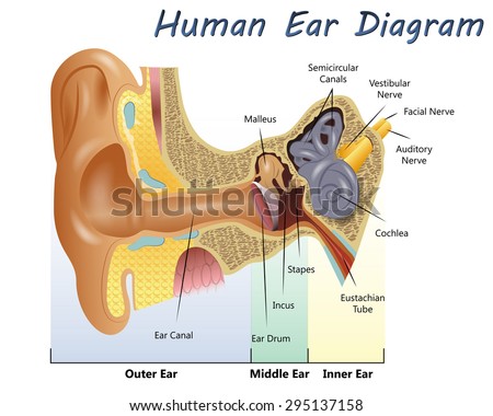 Human Ear Diagram Stock Vector 295137158 : Shutterstock