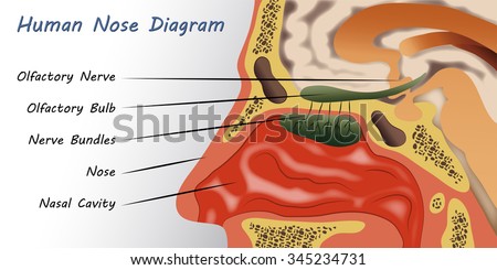 labelled diagram of the nose human nose diagram stock vector 345234731 labelled diagram of the nose human nose diagram stock vector 345234731