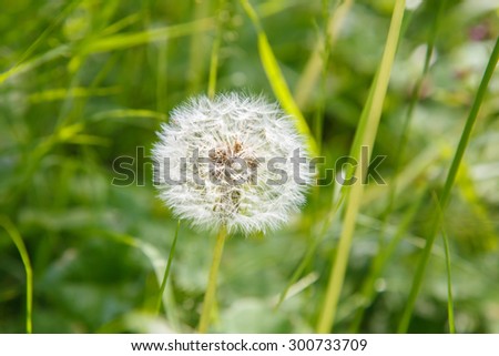 White fluffy dandelion in the field. Gardening. Flora. Rural nature. The flower bed in the Park. The flower bed. Wildlife. Chamomile. Meadow in the woods. Flowers summer.
