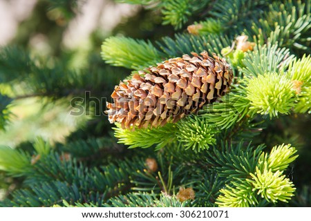 Fir cone on a branch. Coniferous tree. Forest of conifers. The needles on the branch. Green spruce, pine, fir. Resin on a lump. Evergreen trees.