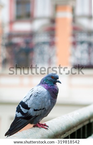 Dove gray one. Beautiful pigeon close up. City birds. Pigeons of the Church. The bird view.