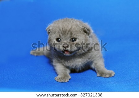Kitten is newborn, suckling. Little kitten with newly opened eyes, British blue kitten, Pets, a very small kitten on a blue background, a cute adorable kitten, Scottish straight.