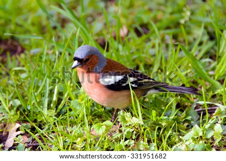 Chaffinch bird, FringÃ­lla coÃ©lebs, songbird of the Finch family, common in Europe, Western Asia and North Africa; settles in the East, wild nature, forest in summer, wild animals are migratory.