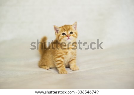 Kitten, little ginger kitten brindle coat color, striped baby British tabby kitten, pet, cute orange kitten, family friend, British kitten.