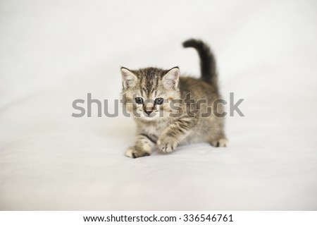 Small kitten, Kitten playing, brindle coat color, striped baby British tabby kitten, pet, cute kitten, family friend.