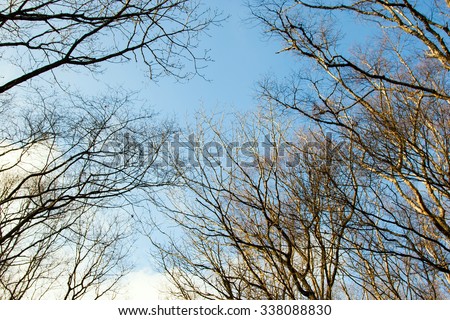 Sky through the trees, the tops of the trees, spring sky, the view from the bottom up, beautiful nature in the forest, spring forest, panorama of the sky.