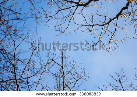 Sky through the trees, the tops of the trees, spring sky, the view from the bottom up, beautiful nature in the forest, spring forest.