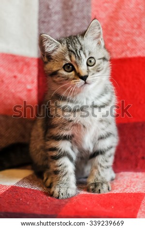The kitten on the couch, a pet, a portrait of the cat in checkered plaid, animal cat.