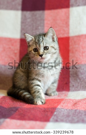 Striped Kitten on the couch, a pet, a portrait of the cat incheckered plaid, animal cat. \
Small predator.