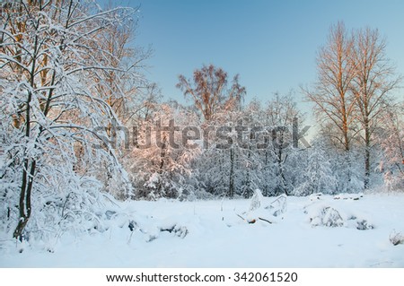 Frost on the trees in the forest. Cold winter day at sunset. Frost and snow on the branches. Winter nature. Panorama of the winter forest. Winter landscape. Snow fairy forest. Pink rays of the sun.