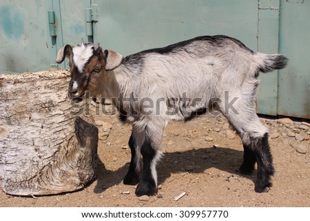 Village Farm goat milk