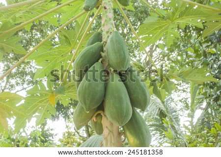Green papaya fruit, hanging on a papaya tree