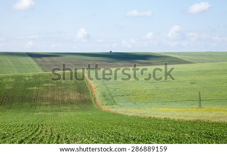 Folded spring agricultural land with corn, rapeseed, wheat and others. against the blue sky with white clouds