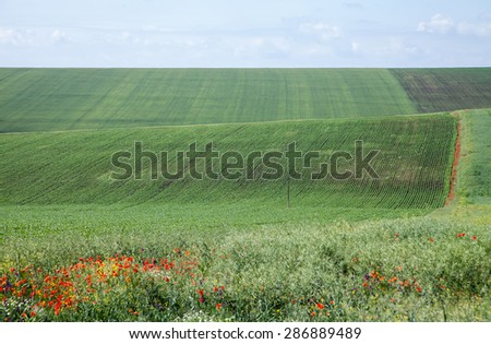 Folded spring agricultural land with corn, rapeseed, wheat and others. against the blue sky with white clouds