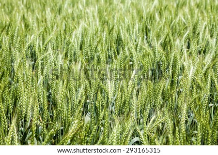 Plantation crops, wheat closeup