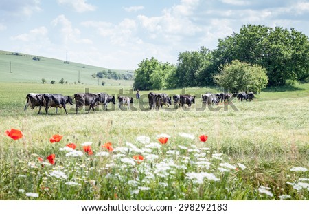 Polski Trambesh - May 30: Kravarka leads a herd of cows grazing on a dirt road between fields planted with barley, but the end poppy and milfoil on May 30, 2015 Polski Trambesh, Bulgaria