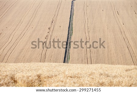 Pleated agricultural land with harvest of golden wheat