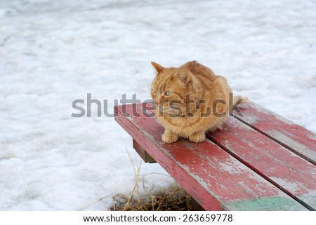 Rufous cat on the old painted wooden bench looking to the bottom left