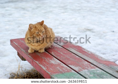 Rufous cat on the old painted wooden bench looking to the bottom right