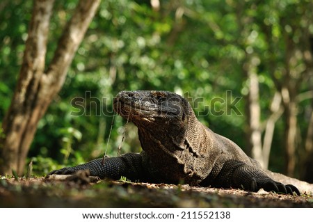 The Komodo Dragon from Komodo National Park shows its saliva that poisonous