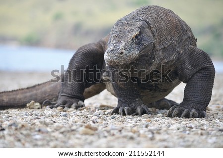 The Komodo Dragon from Komodo National Park walks on the beach sand
