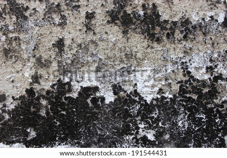 mold texture