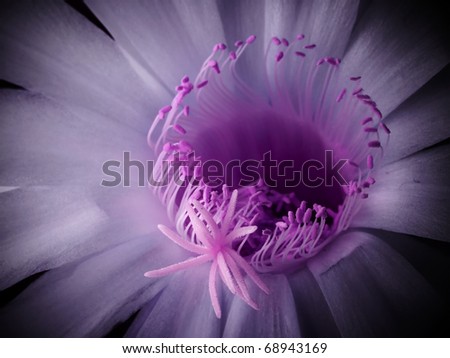 Echinopsis werdermannii  flower close up purple tone