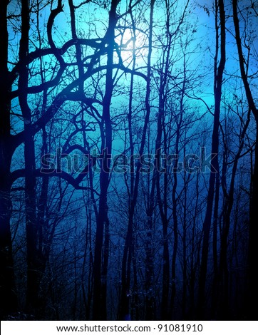 dark forest with moonlight