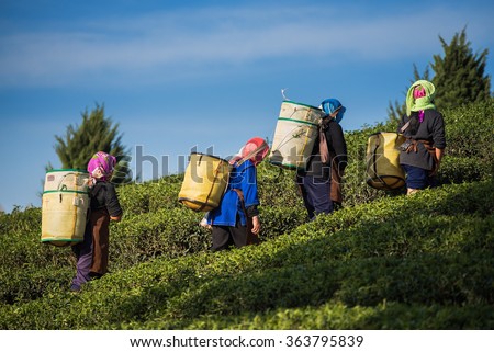 Farmers harvest Oolong tea leaves in a tea plantation on the morning time