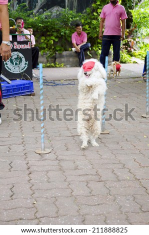 BANGKOK -  AUGUST 2 2014, Dusit Sound Dog Show  in Dusit Zoo  or Kaow-din Zoo ,More Dog have a special talent show for free,for  people who come to visit Dusit Zoo. AUGUST 2 2014 - BANGKOK THAILAND