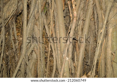 tree root texture