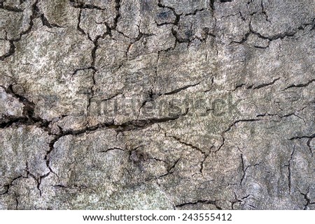 old cracked tree skin texture