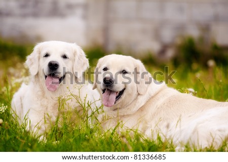 golden retriever dogs lying on the grass with opened mouths